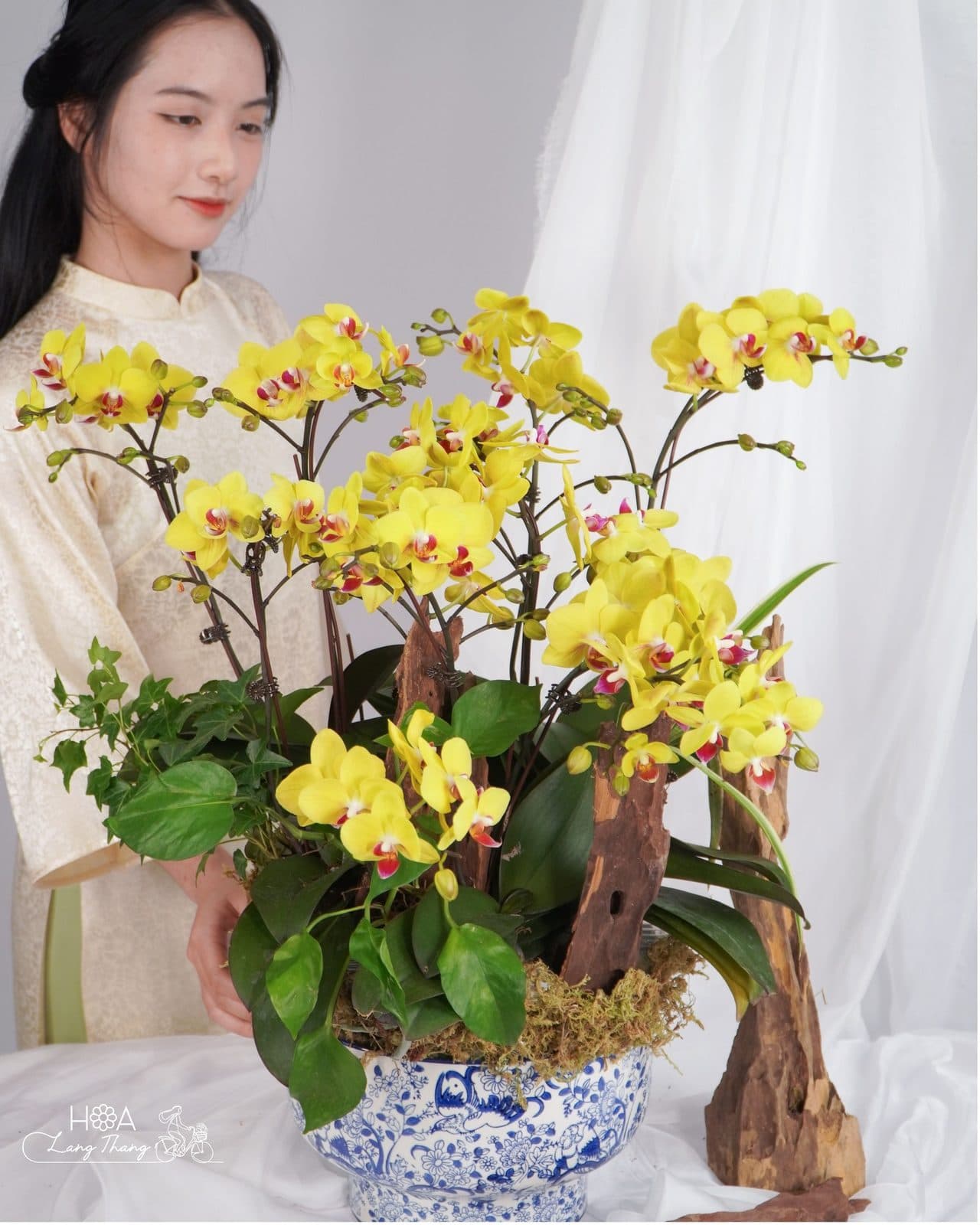 Lan nhí lũa - Ảnh 1
