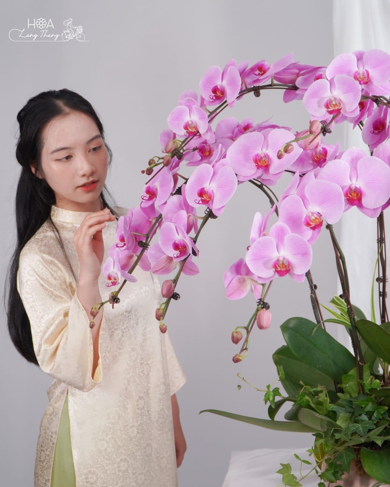 Lan Hồng lũa - Thumbnail 6