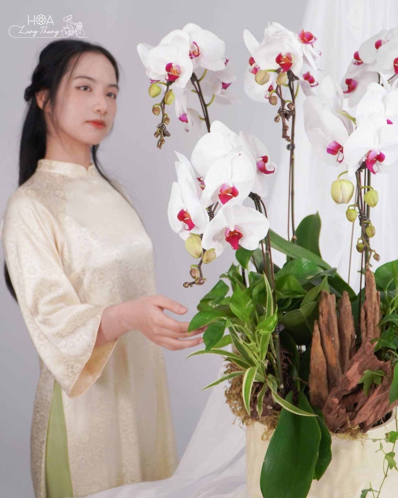 Lan trắng lũa - Thumbnail 4