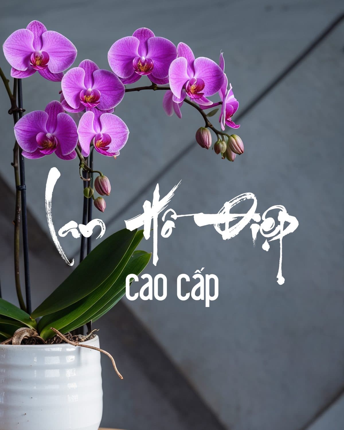 Lan Hồng lũa - Ảnh 1