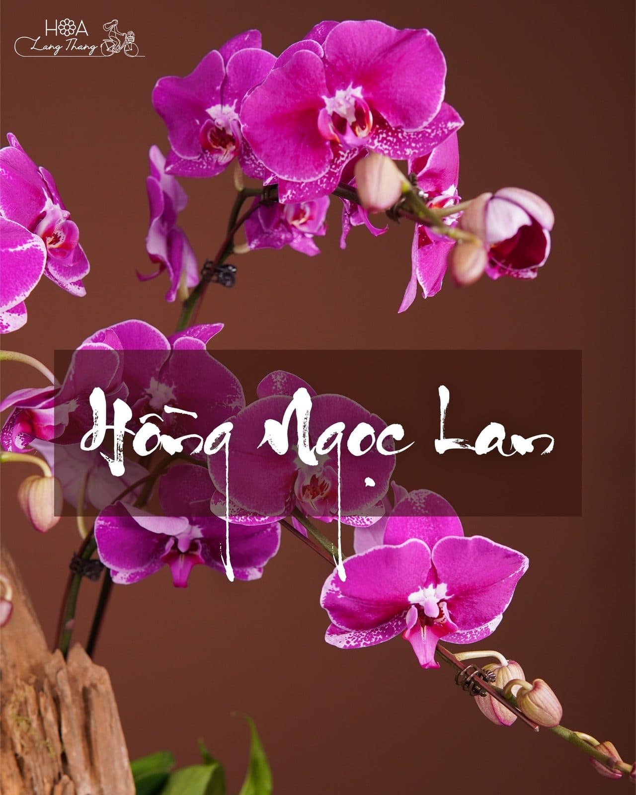 Lan Hồng lũa - Thumbnail 2