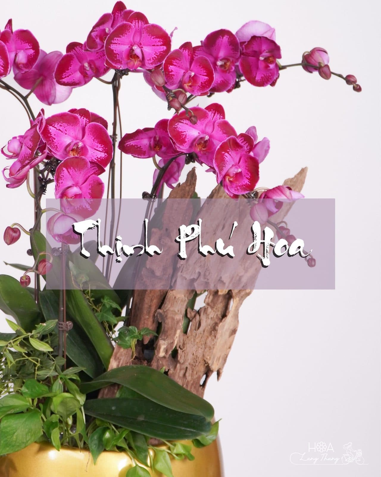 Lan Hồng lũa - Thumbnail 4