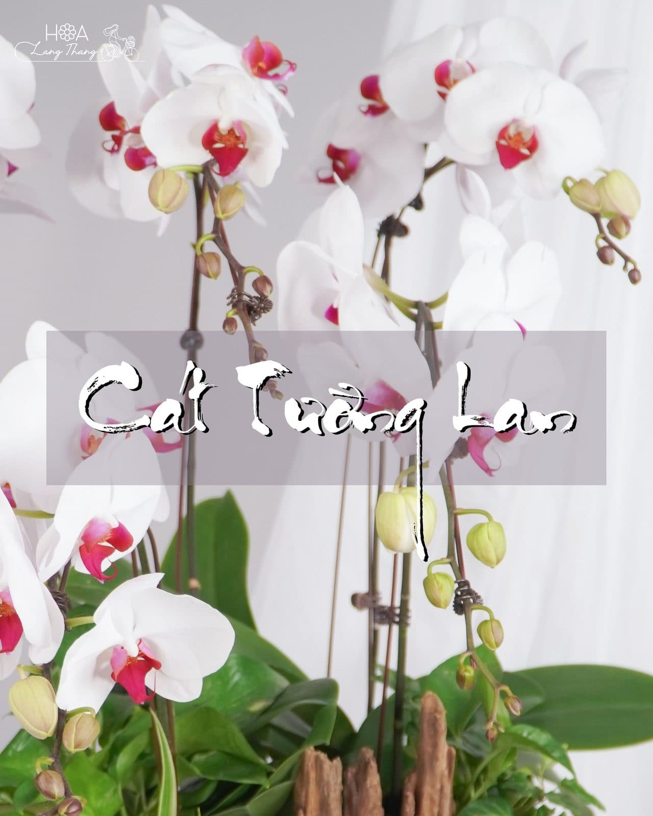 Lan trắng lũa - Ảnh 1