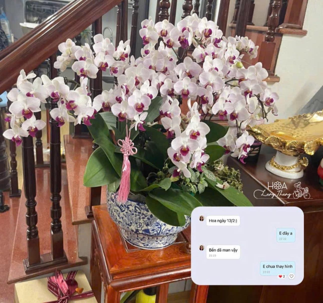 Lan Nhí trắng tím