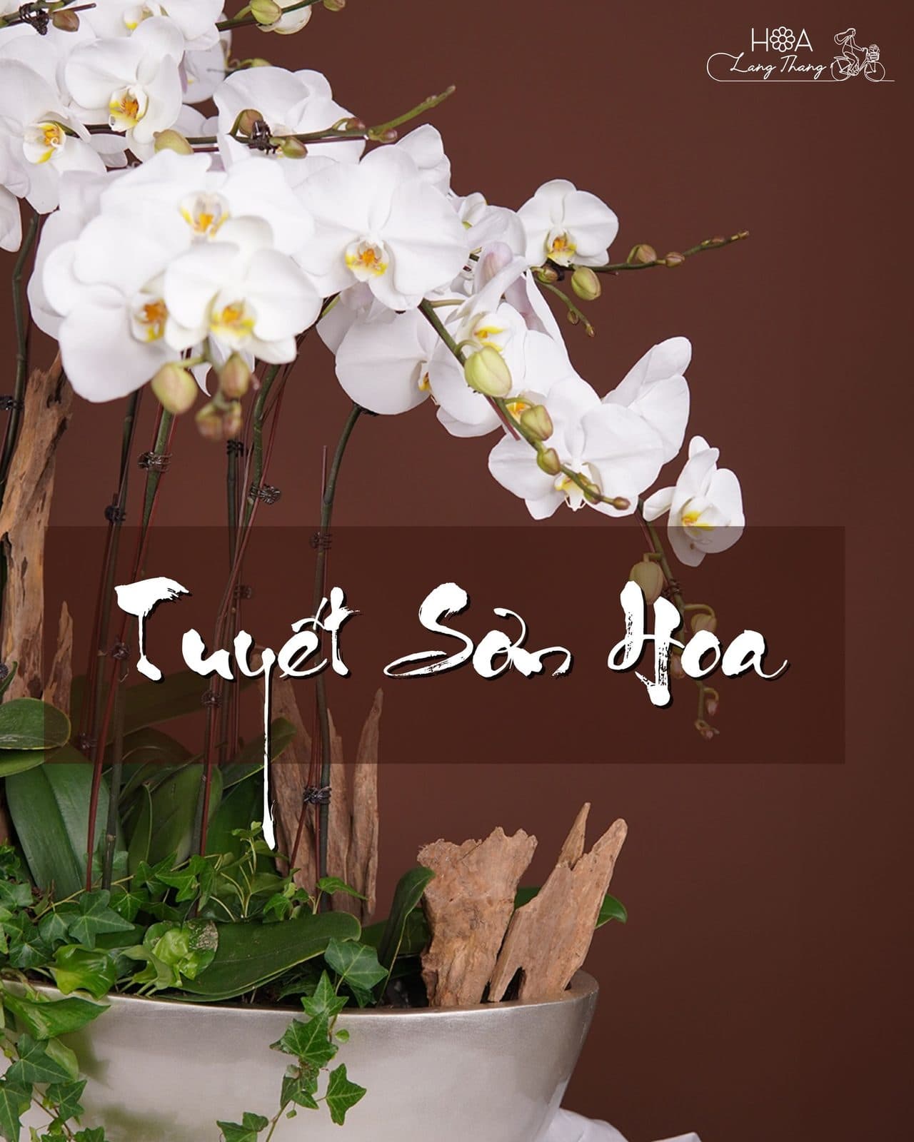 Lan dáng thuyền