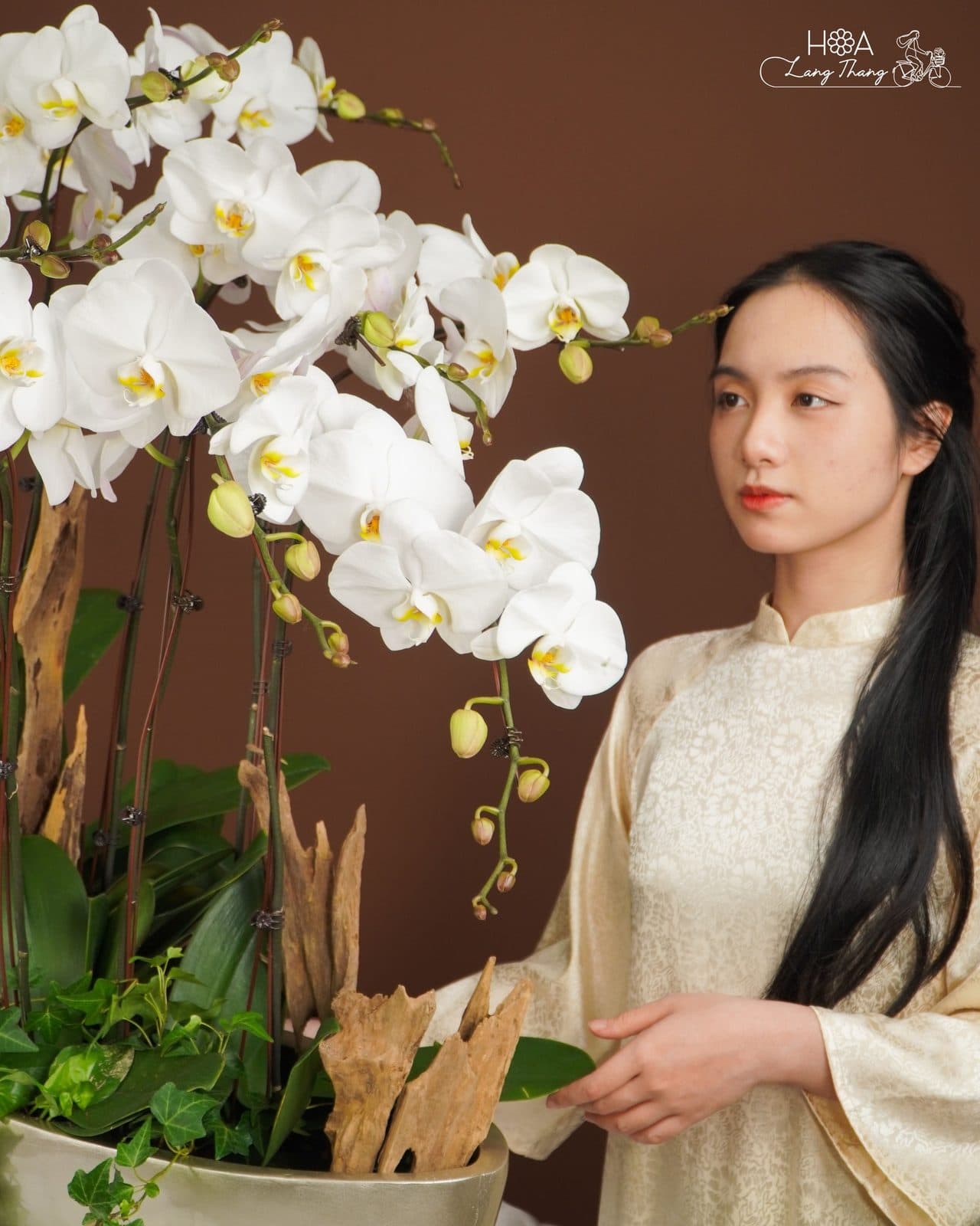 Lan dáng thuyền - Thumbnail 2