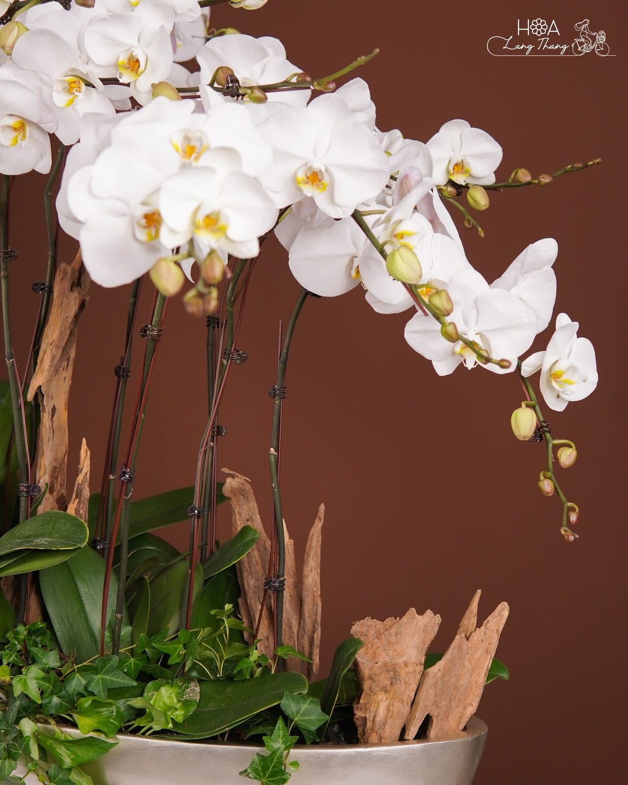 Lan dáng thuyền - Thumbnail 3