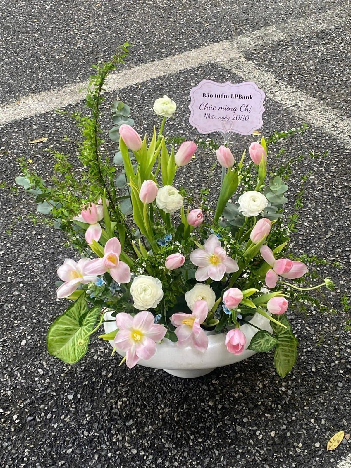 Full tulip - Ảnh 1
