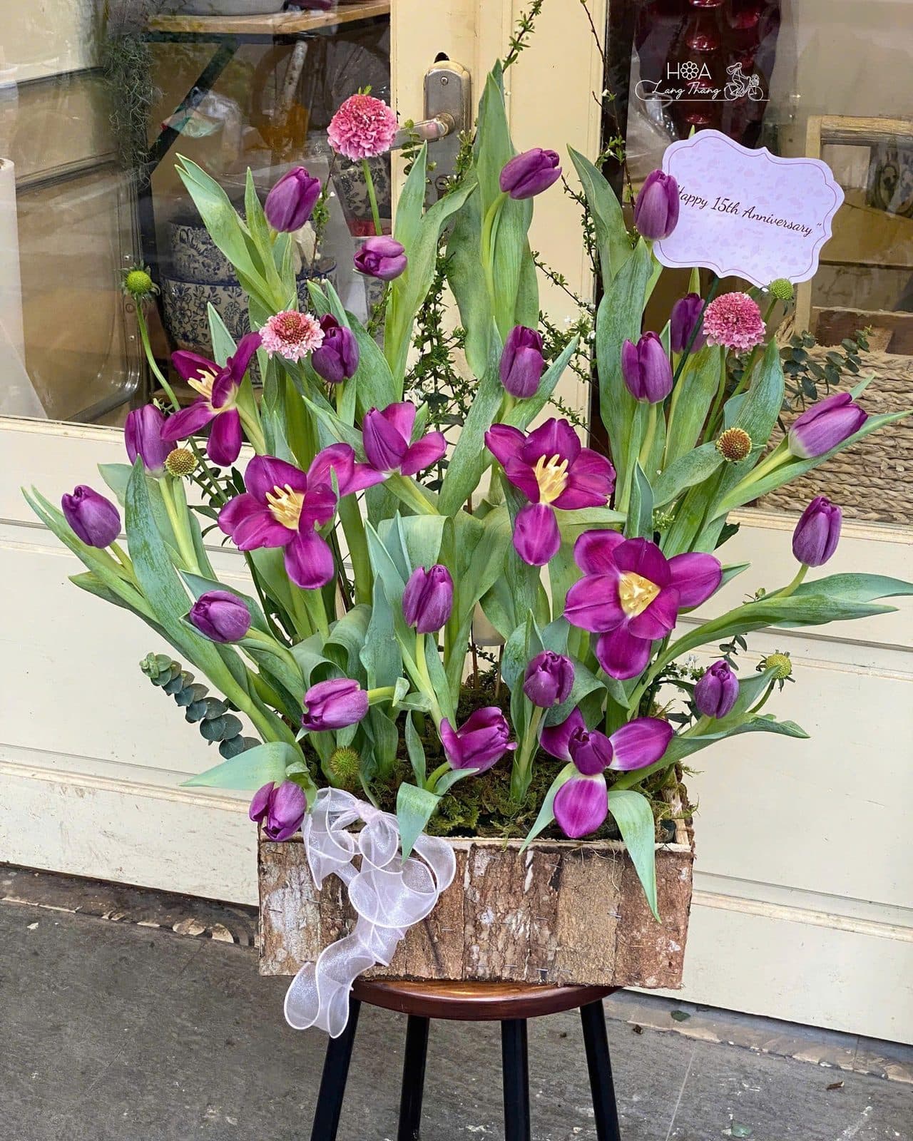 Tulip gỗ tím - Ảnh 1