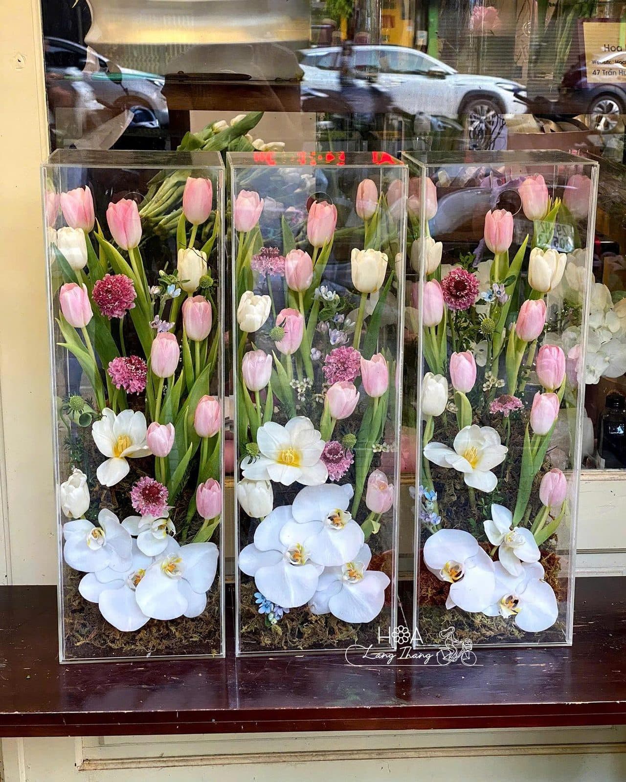 Hình vuông tulip mix lan - Ảnh 1