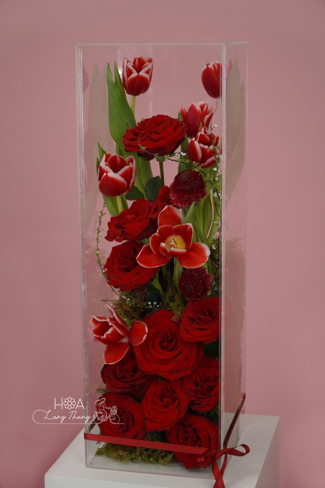 Hình vuông rednaomi mix tulip - Ảnh 1