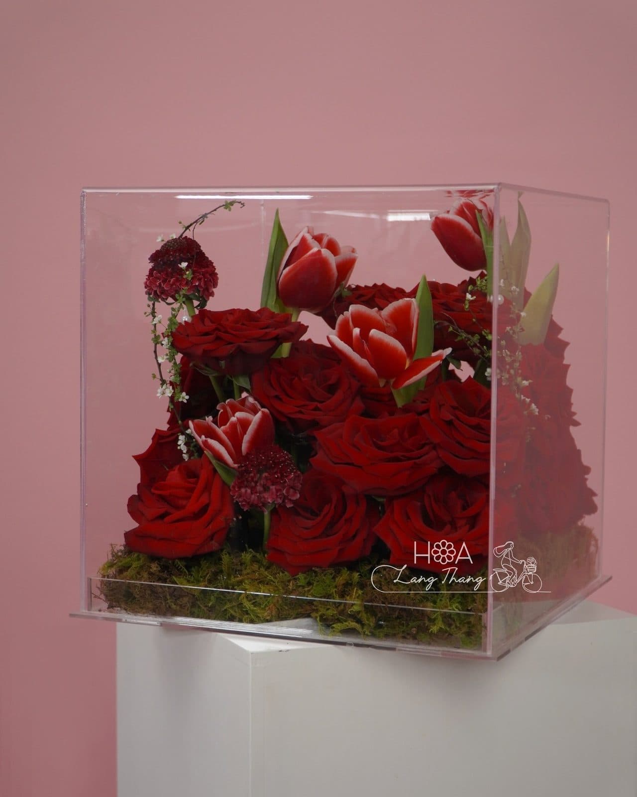Rednaomi mix tulip - Ảnh 1