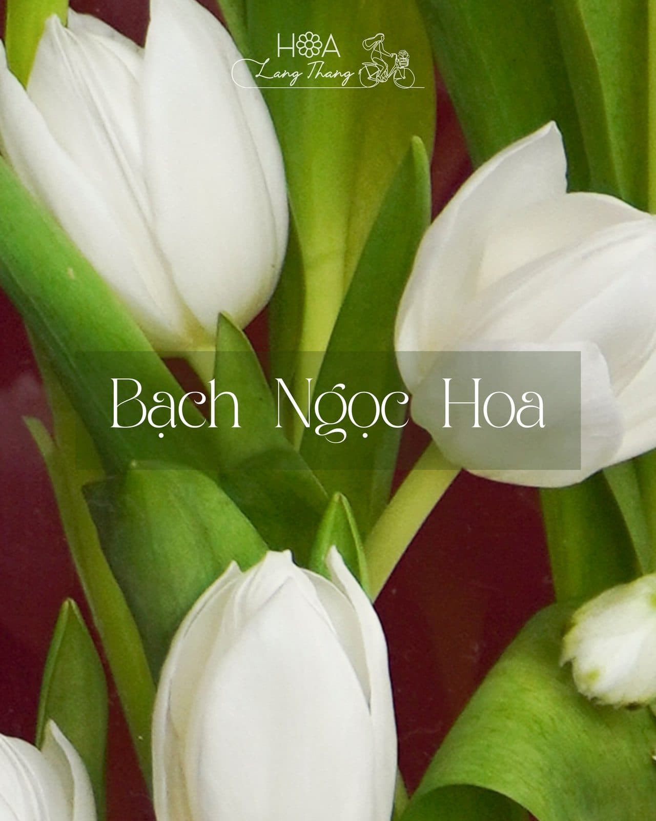 Chữ nhật tulip trắng - Thumbnail 3