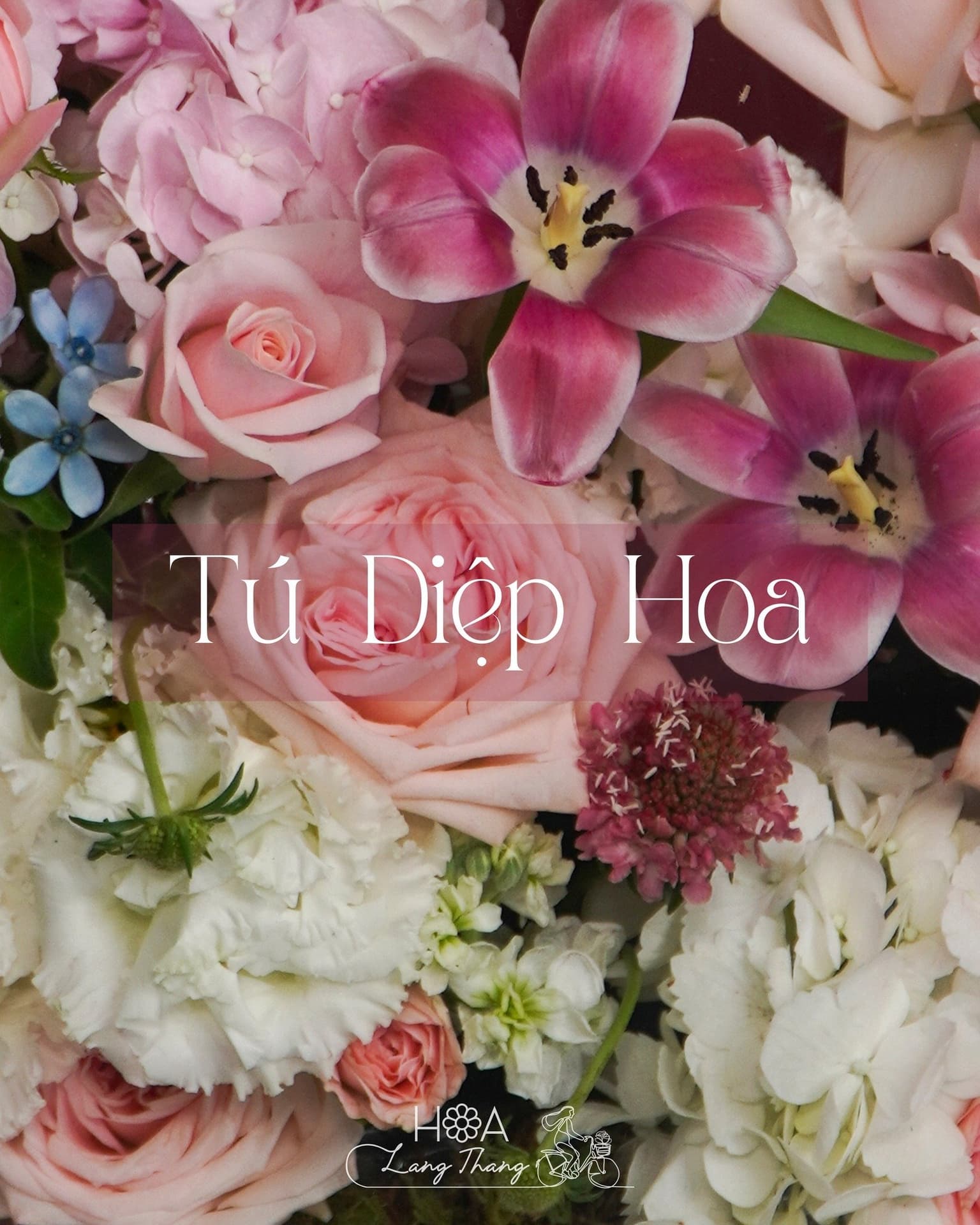 Hoa Tân Gia Hà Nội Giá Rẻ - Hoa Lang Thang