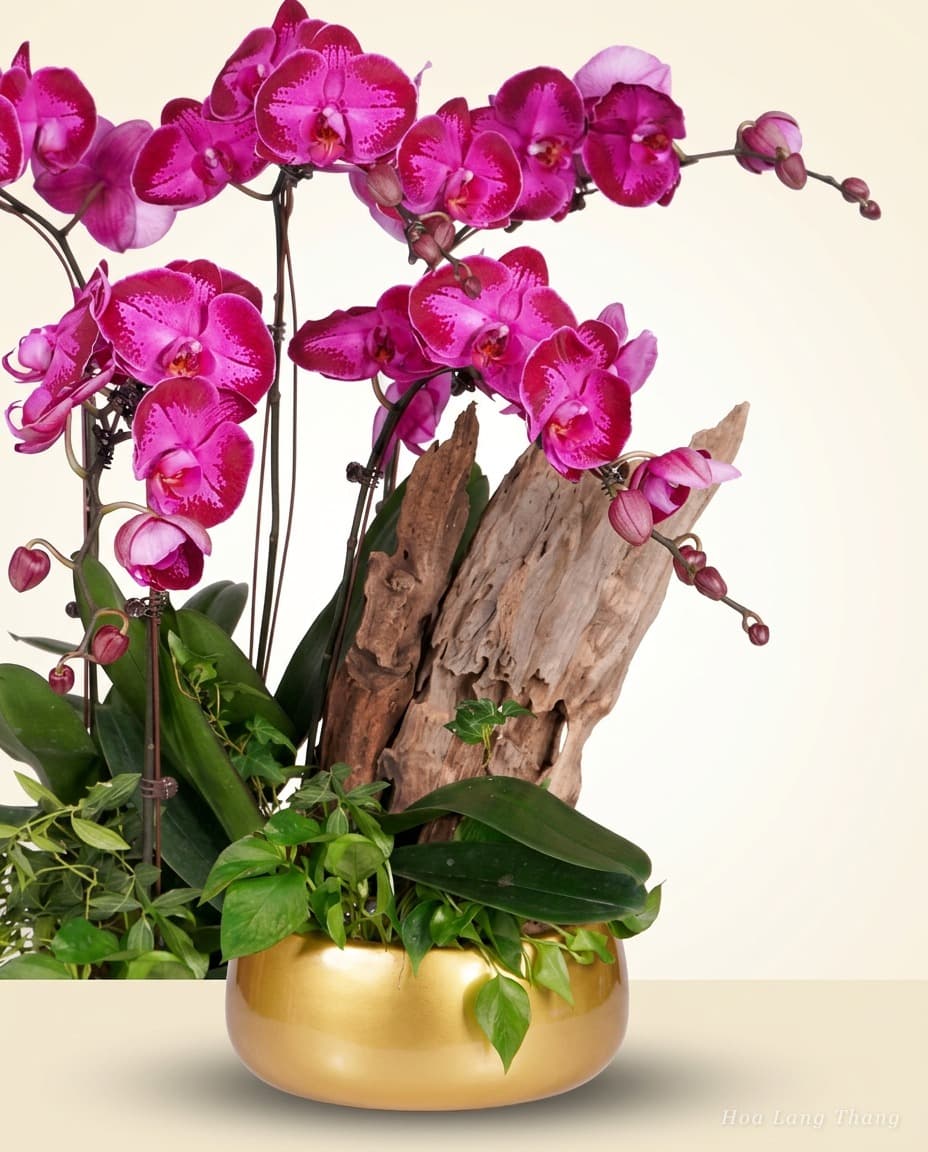 Majesty Orchid - Ảnh 1