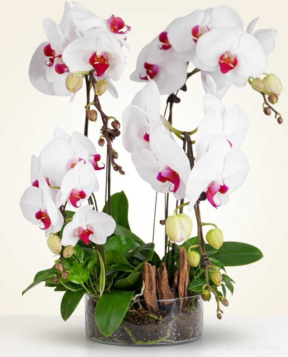 Alba Phalaenopsis