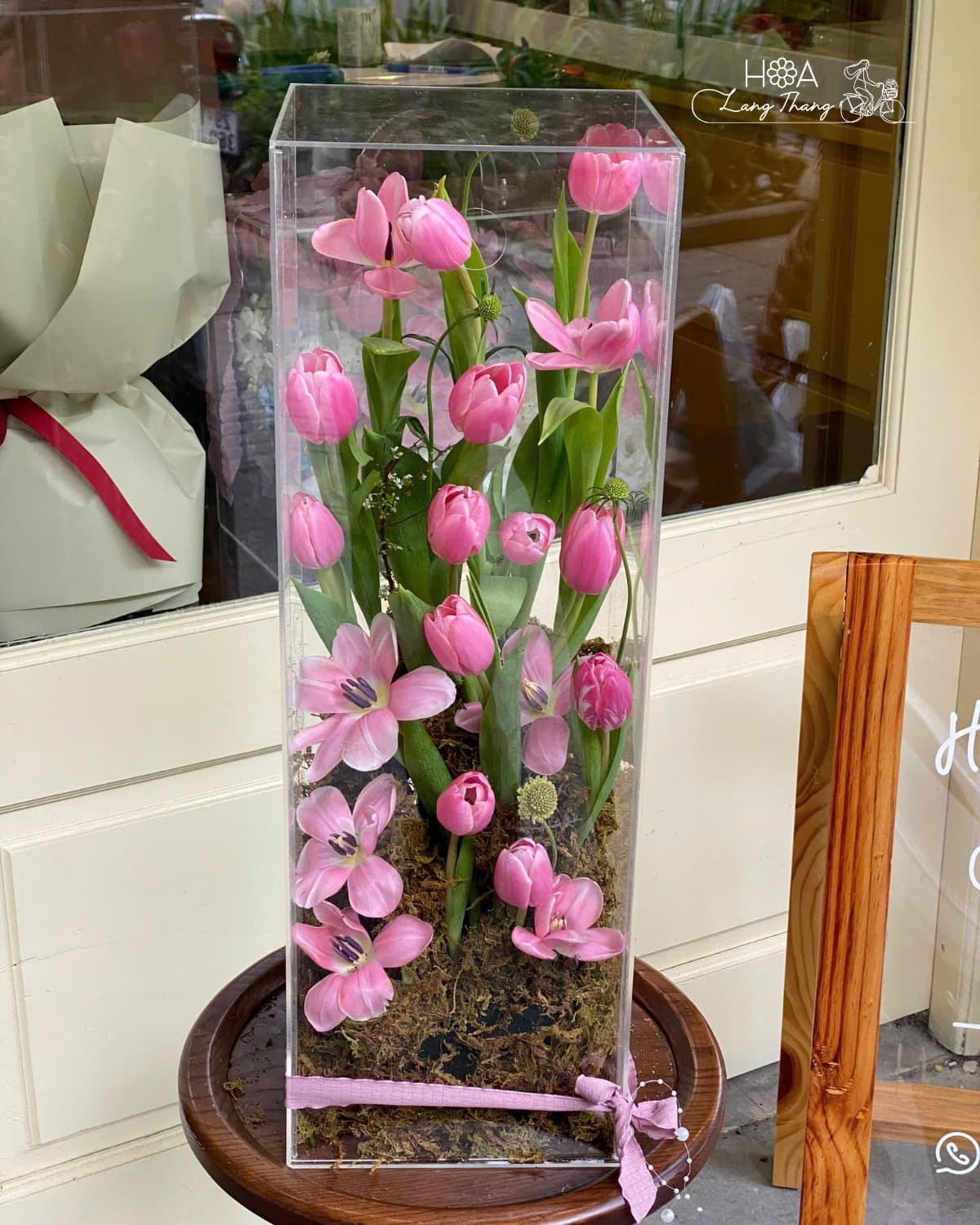 Hoa Lan Hồ Điệp Mini Để Bàn Đẹp — Điểm Nhấn Tinh Tế Cho Không Gian Của Bạn