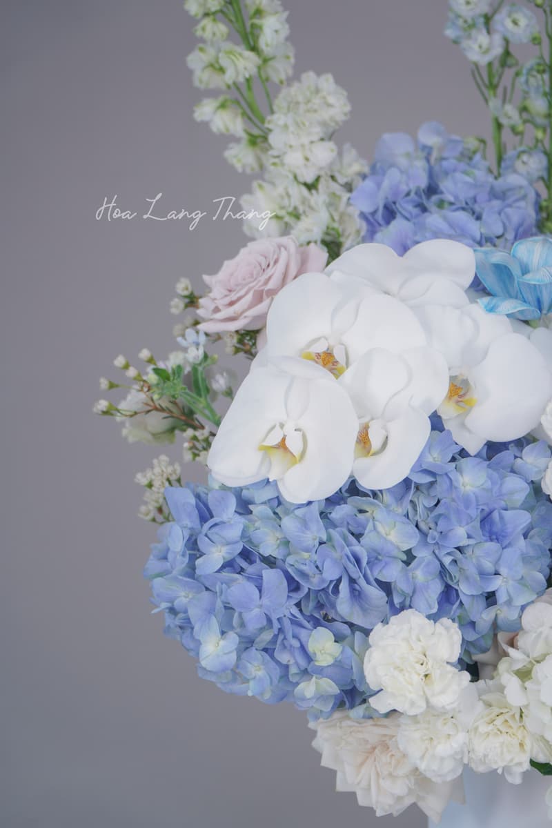 Hoa Freesia Hà Lan Màu Vàng – Vẻ Đẹp Tinh Khôi Từ Xứ Sở Hoa Tulip