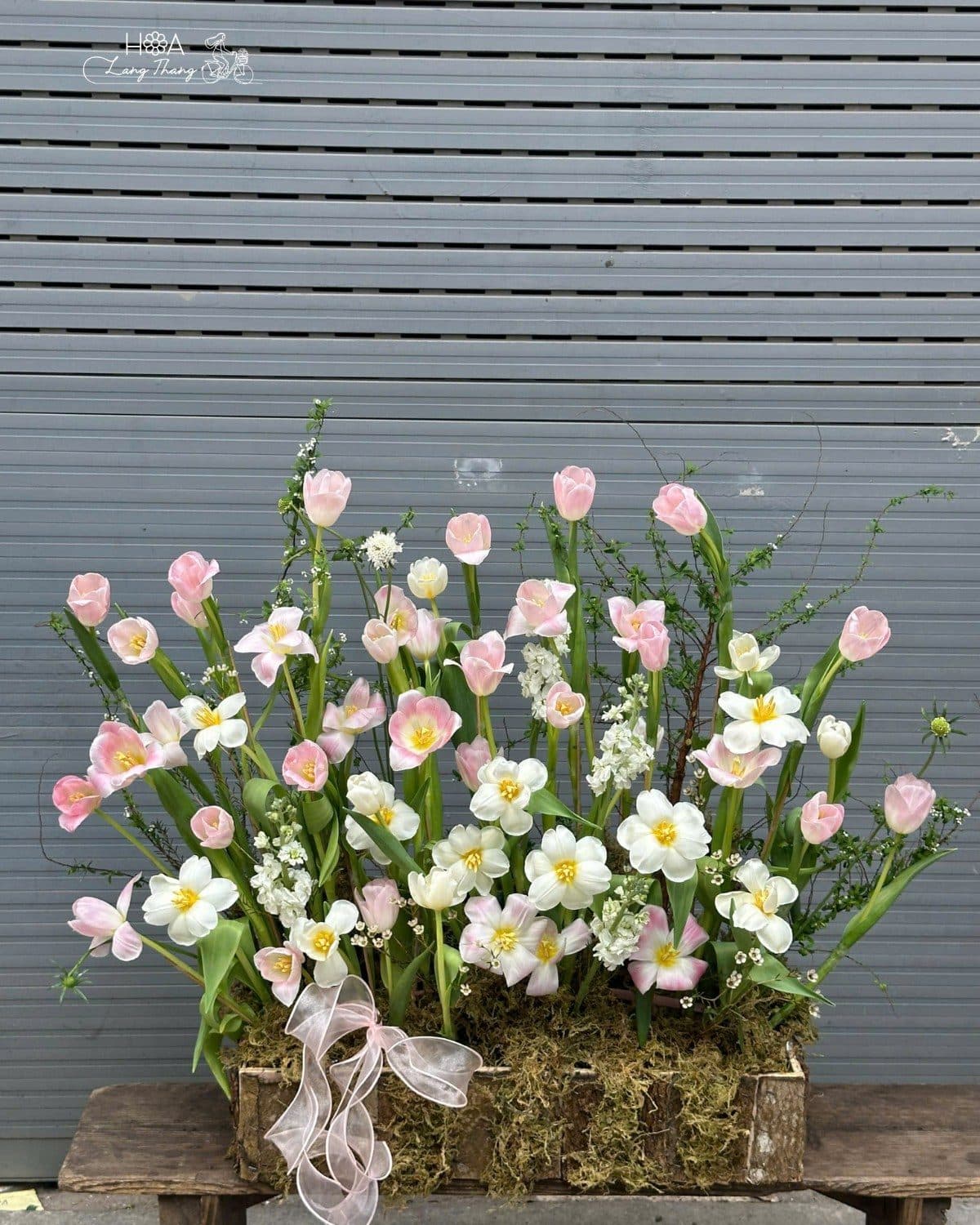 Tulip hồng nhạt daisy mix trắng - Ảnh 1