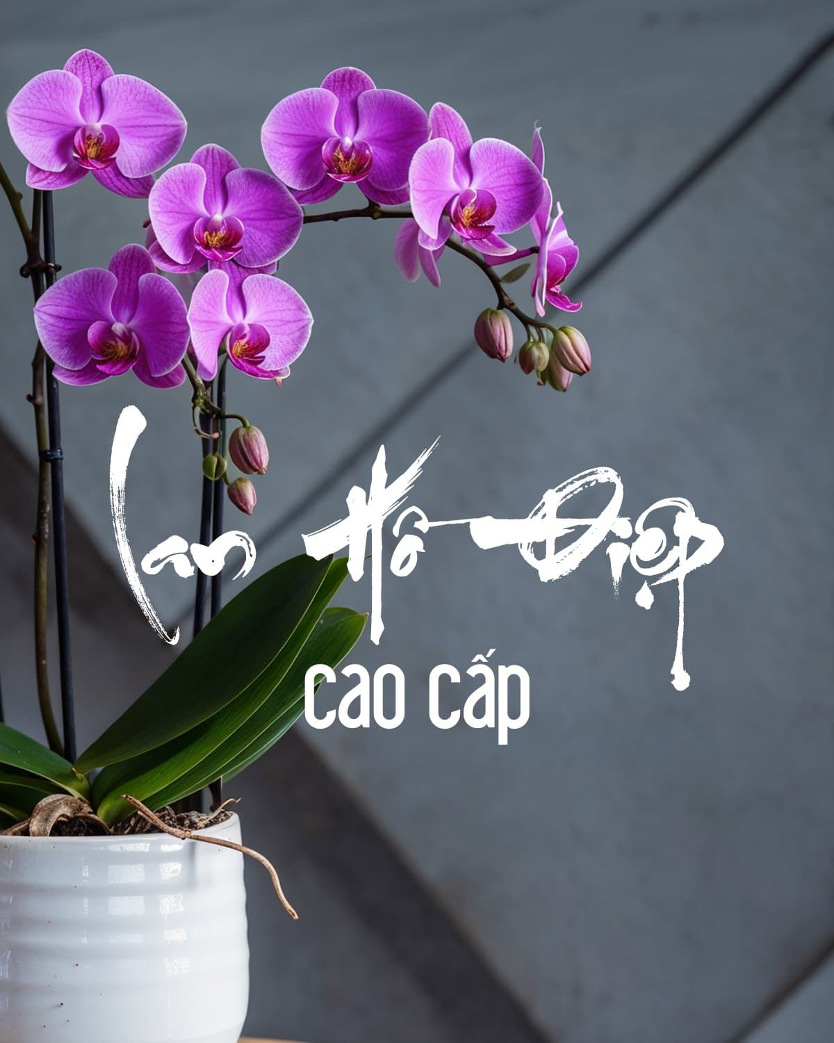 Lan hồ điệp cao cấp Hà Nội